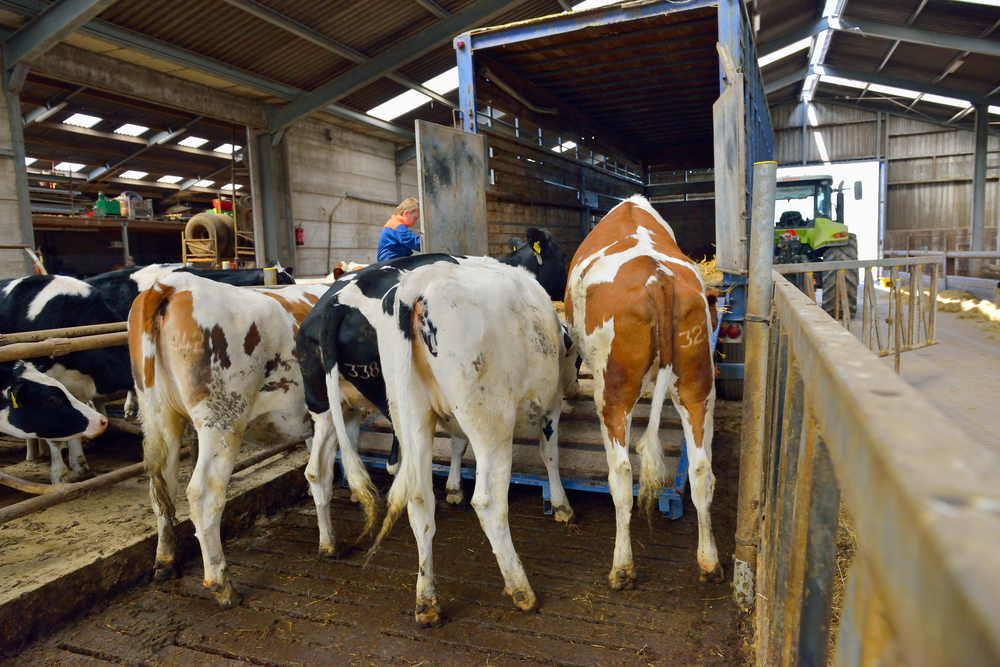 animal-transport-wur